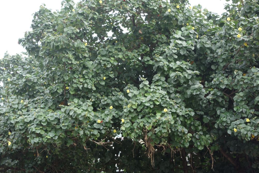 And even from the trees!