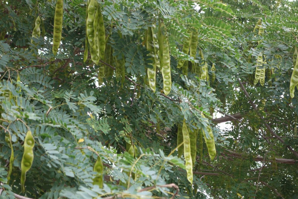 Although most of the trees prefer simle green.