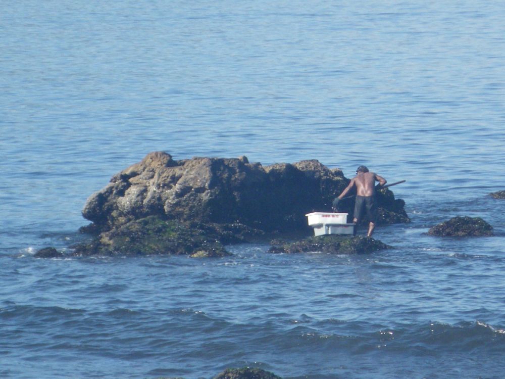 Collecting mussels -- close-up