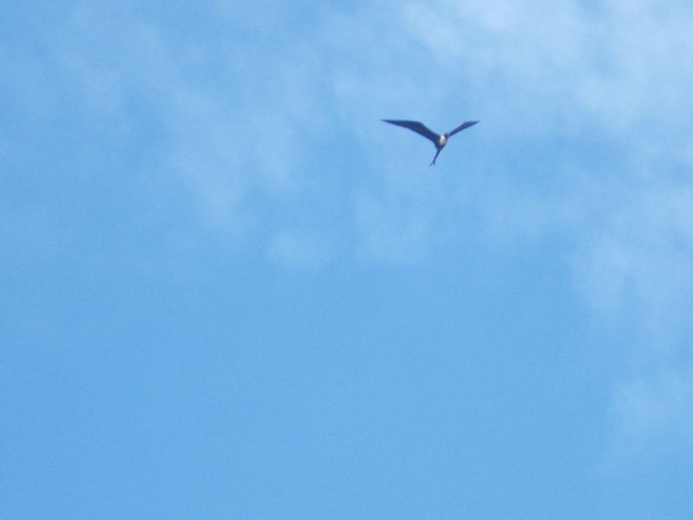 Frigate bird.