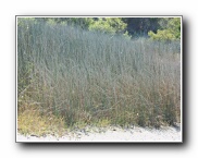 Click to enlarge this image