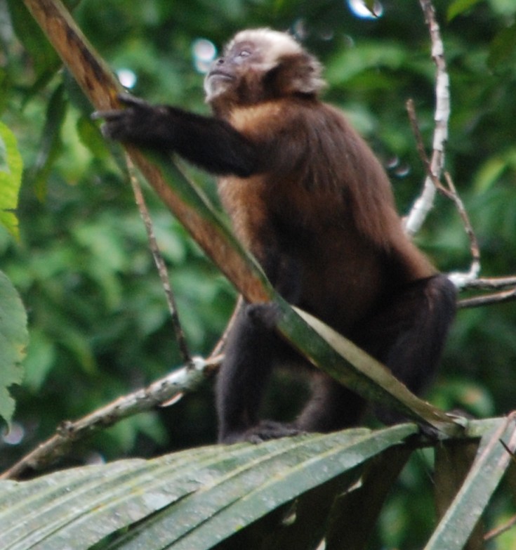 Whiite-faced Capucin Monkey