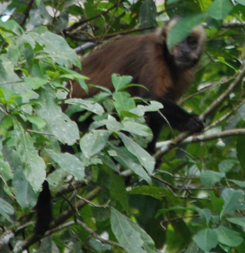 Whiite-faced Capucin Monkey