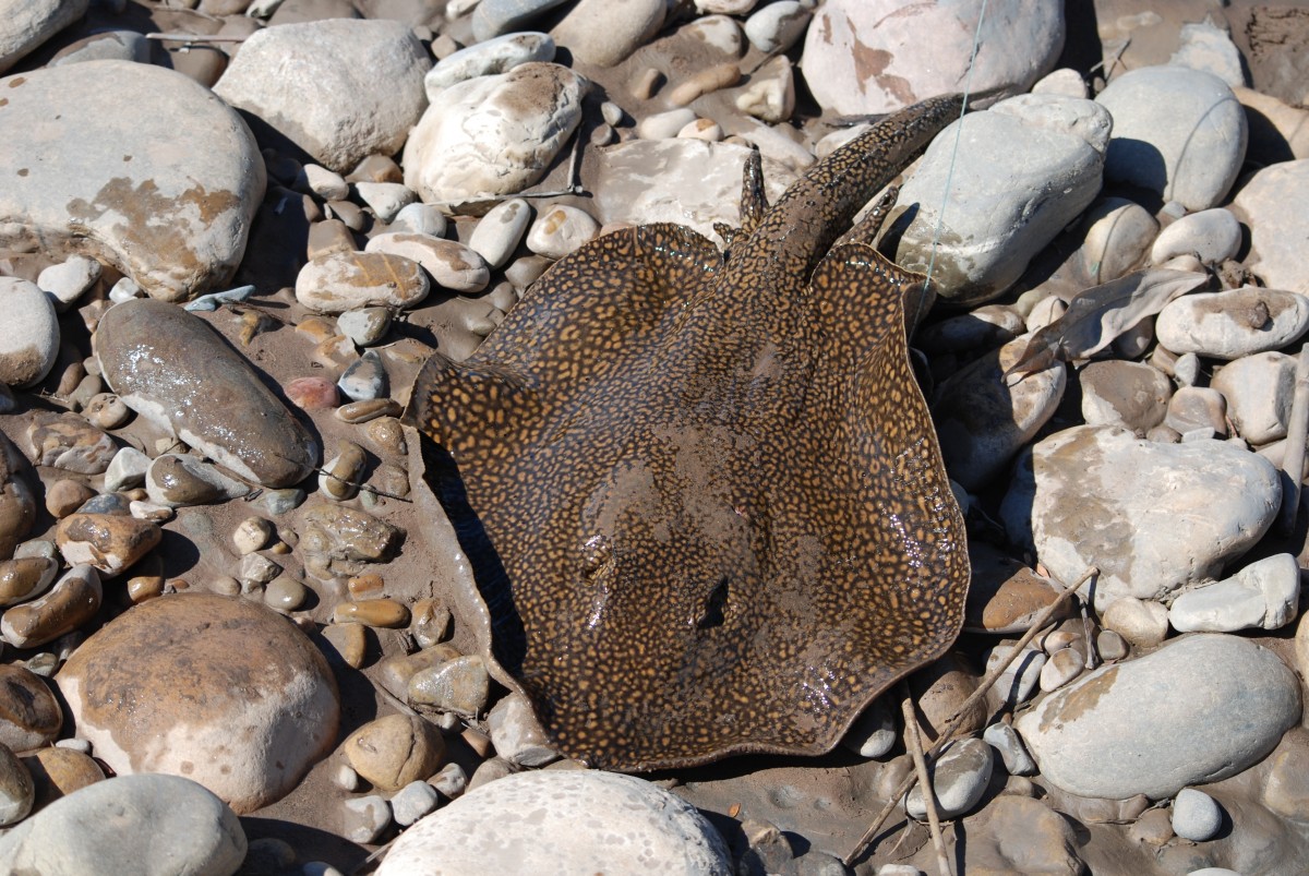 Fresh-water Sting Ray