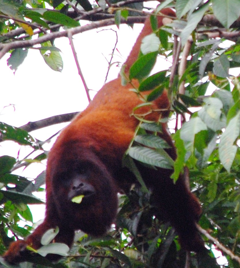 Howler Monkey