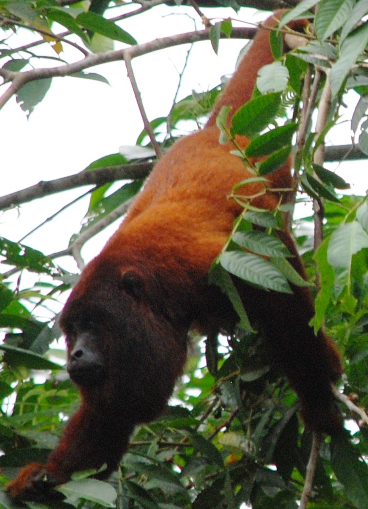 Howler Monkey