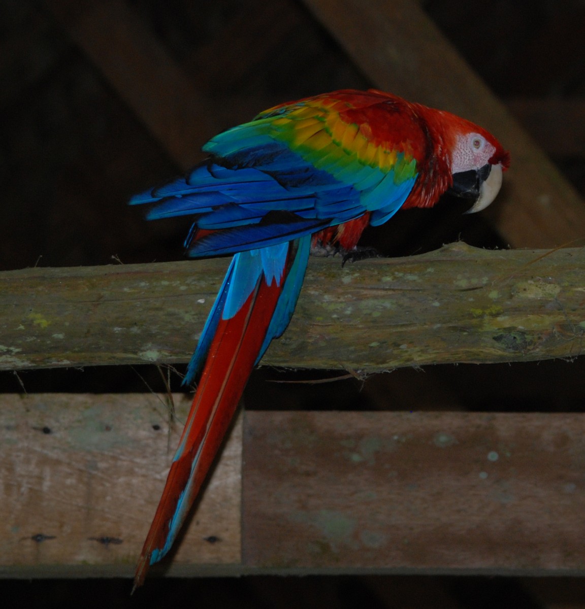 Scarlet Macaw