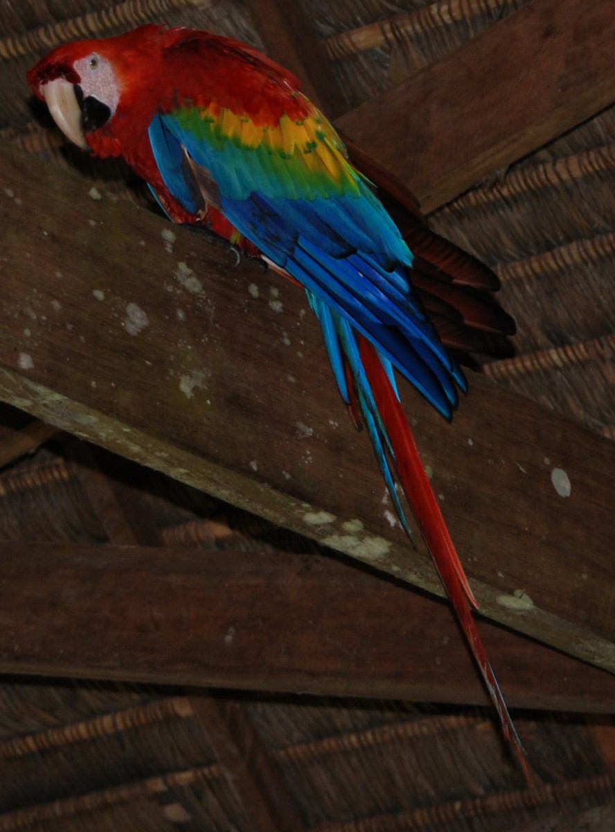 Scarlet Macaw