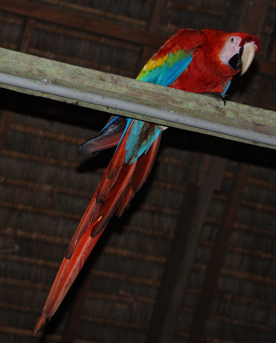 Scarlet Macaw