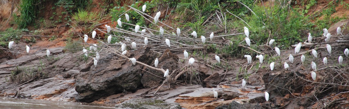 Many Egrets