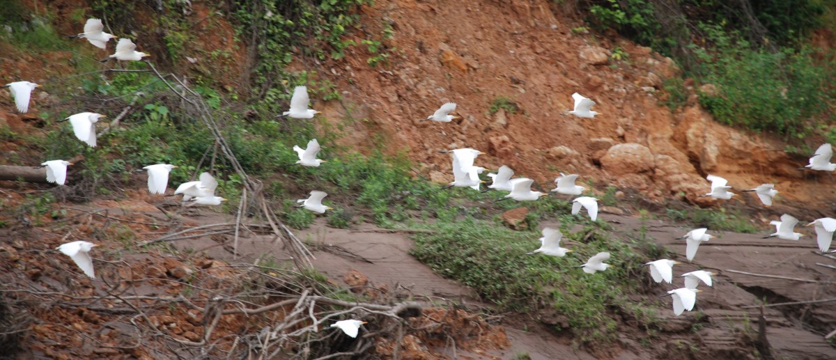 Many Egrets In Flight