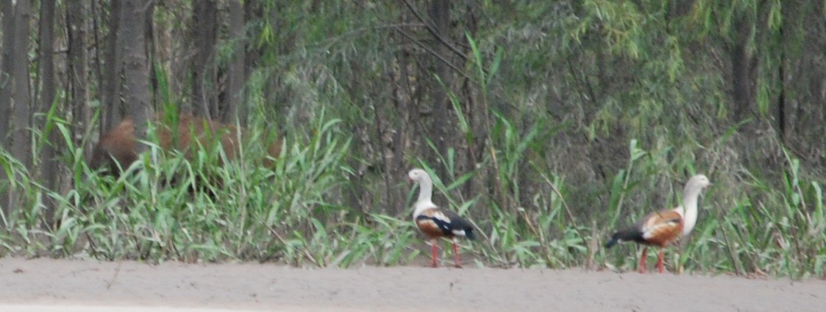 Ornoco Geese