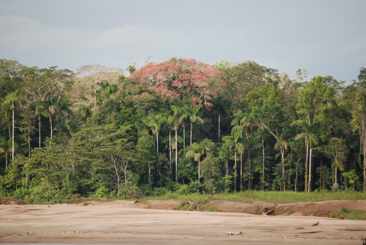 Pink Tree