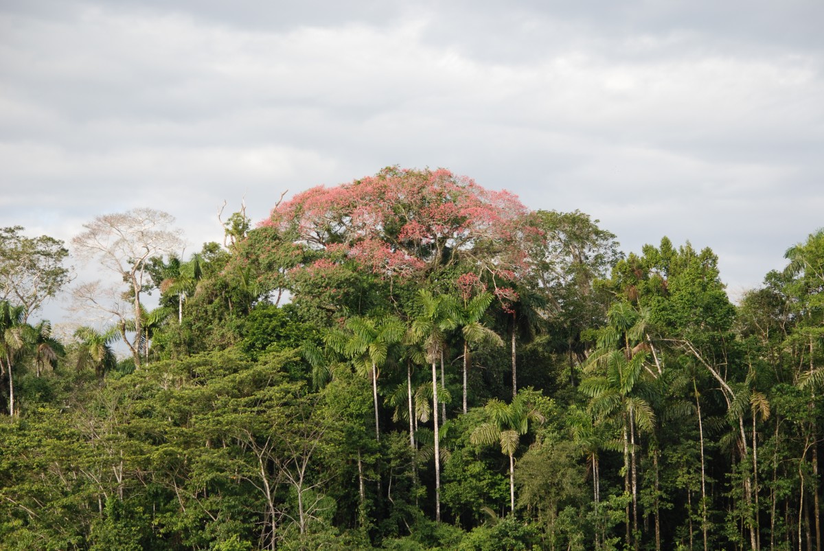 Pink Tree