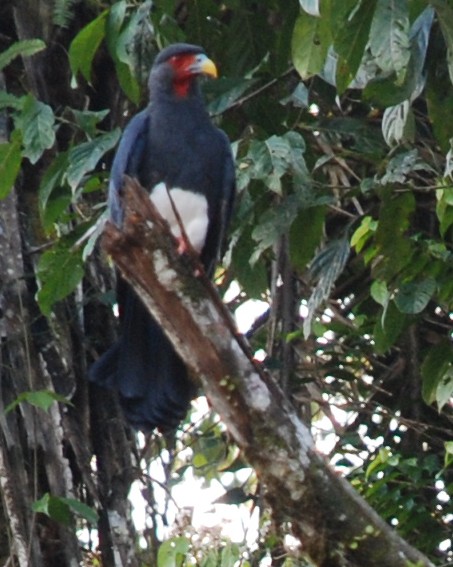 Red Throated Caracara