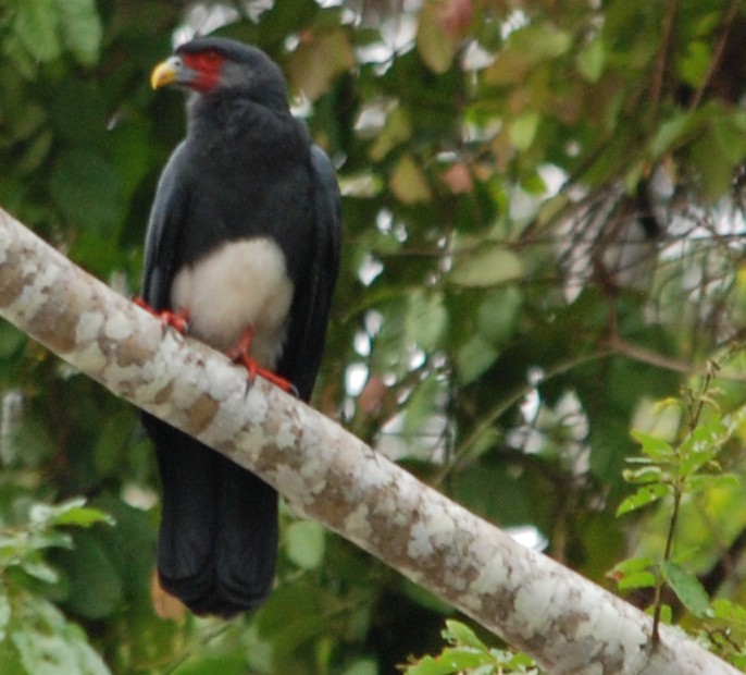 Red-hroated Caracara