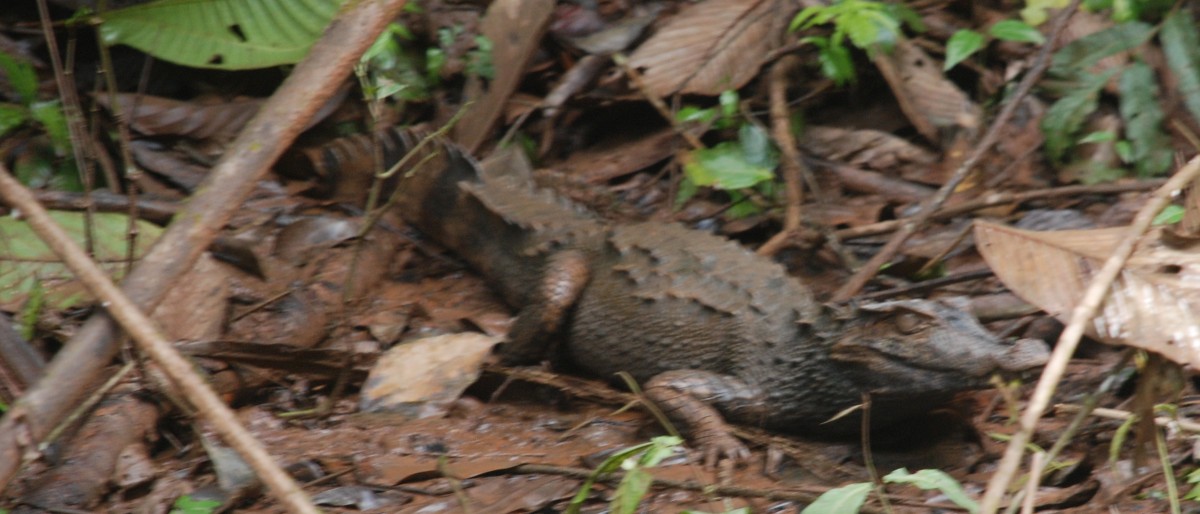 Small Caiman