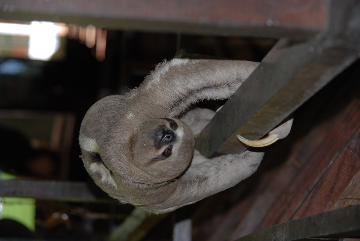 Three-Toed Sloth