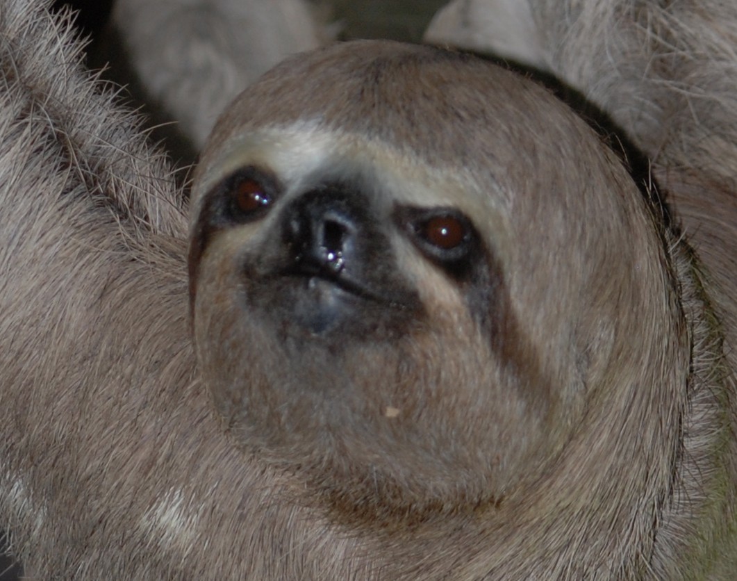 Three-Toed Sloth - What a Face