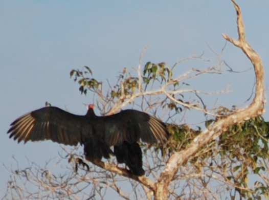 Two Vultures