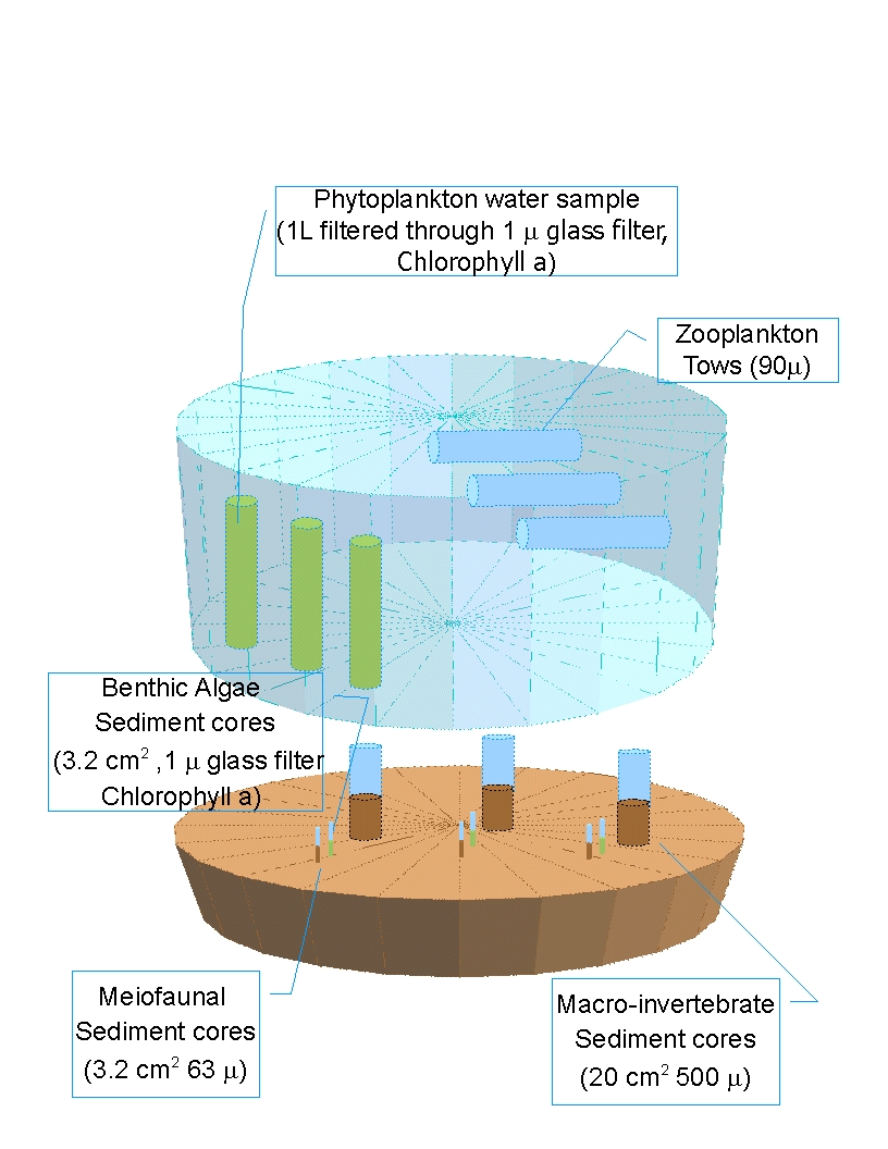 Bethic_zooplankton_graphic