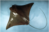 Cow Nose Ray