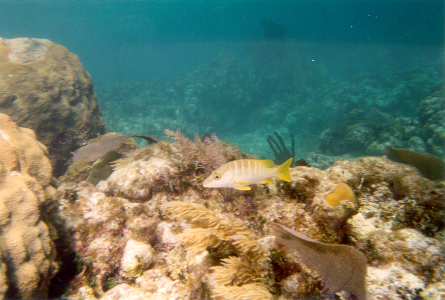 Schoolmaster Snapper in Belize