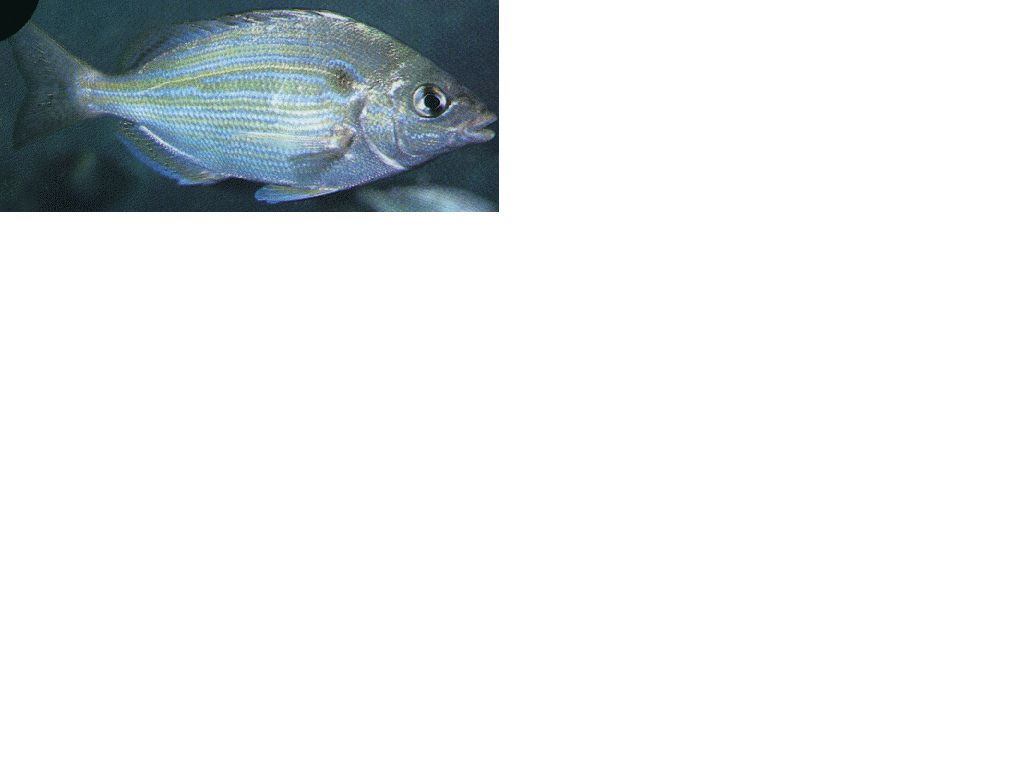 Pinfish nutritional ecology