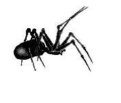 animated spider